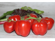 Fragola Rosata (Розовая клубника, Италия)