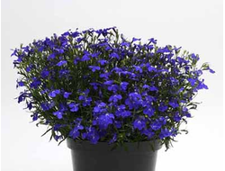 Лобелия ампельная Regatta Midnight Blue, p9