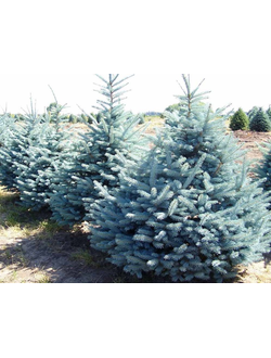 Ель колючая Мисти Блю (Picea pungens Misty Blue), С5, 60-80