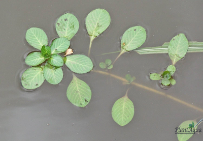 Людвигия Мато Гроссо (Ветка)