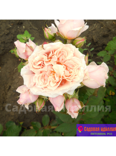 Поль Бокюз (Poul Bocuse)