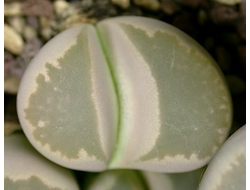 Lithops optica C276 - 10 семян