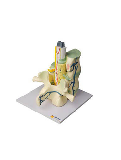 Модель части позвоночника человека