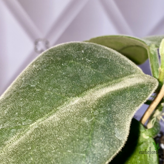 14/02/2025 hoya calicyna