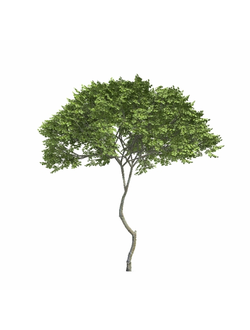 стриженые Акация Acacia Cyanophylla