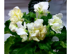 88) РС- Цыпа (дет)