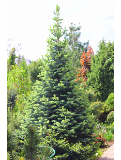 Пихта субальпийская Compacta