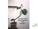 Philodendron Melanochrysum / Филодендрон Меланохризум