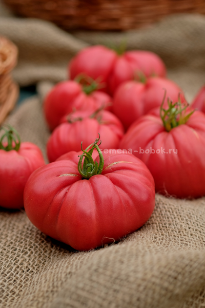 Томат Чалма Агры, 10 шт