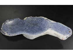 Коралл голубой Акори, Австралия (139*49*12 мм, 100 г) №37714