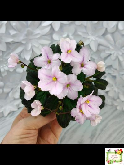 LV-Есть Время (Л. Шевелева) 2025 г. трейлер (пасынок посажен 20.01.26)