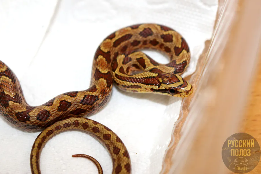 Двухпятнистый полоз, Elaphe bimaculata