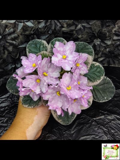 Rivermist Beguiling (J. Baker) (стартер)