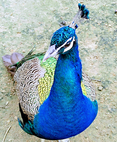 Экскурсия "Прогулка в парке птиц"