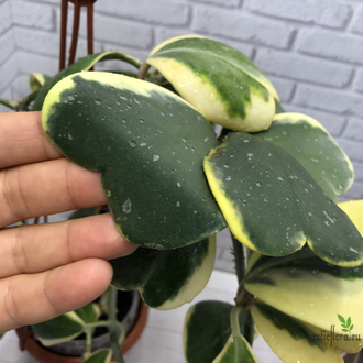 Hoya Kerrii albomarginata