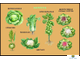 Растениеводство. Сорта и гибриды сельскохозяйственных растений , слайд-комплект (20 слайдов)