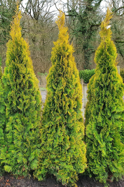 Туя западная Golden Smaragd