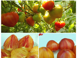 Томат Канада (Канадское наследие полосатый)