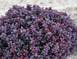 Барбарис тунберга Конкорд (Berberis thunbergii Concorde)  3л