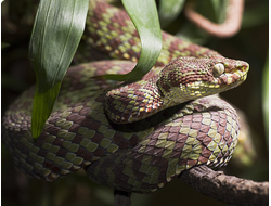 Великолепная куфия(Trimeresurus venustus)