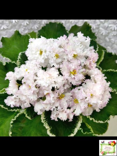 АВ-Богатая Невеста (Фиалковод) 2020 г.