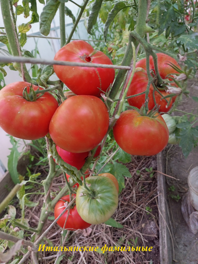 Томат Итальянские фамильные (Heirloom Italian)