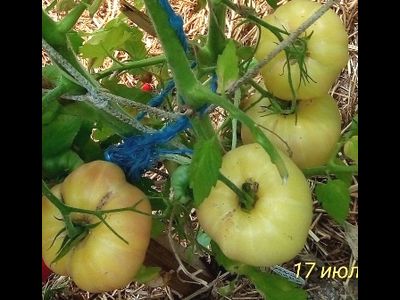 Томат Белый томесол (White Tomasol)