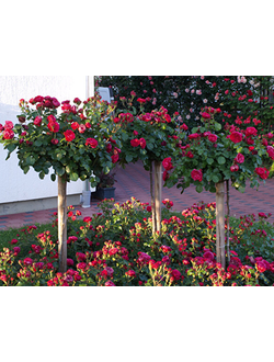 Штамбовые Розы