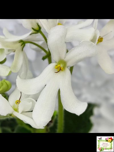 Lunar Lily white (Лунэ Лили уайт) (селекционер неизвестен)