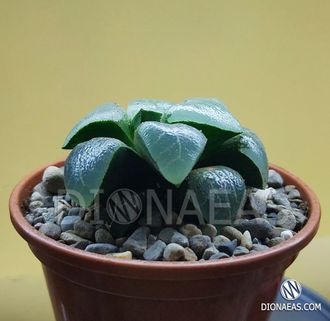 Хавортия Баера Мунстоун - Haworthia Bayeri Moonstone