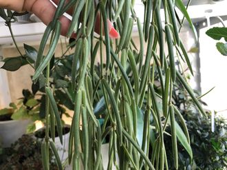 Hoya Linearis