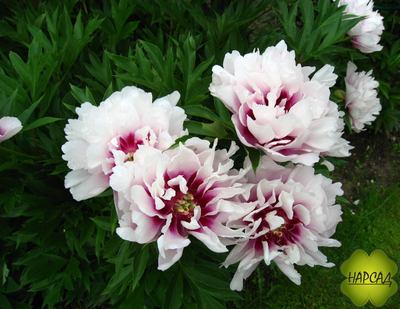 ПИОН ДРЕВОВИДНЫЙ ИТО-ГИБРИД "КОРА ЛУИЗА" зимовавший взрослый саженец