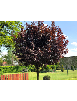 Клен остролистный Fassens Black