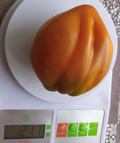 Томат Огненный гребень (охра) (Cresta di Fuoko)