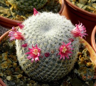 Mammillaria lanata - 10 семян
