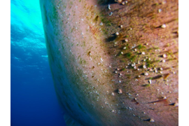 Underwater hull cleaning