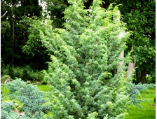 Можжевельник обыкновенный Meyer (цена: от 690 руб)