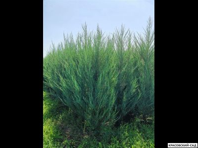 Можжевельник СкайРокет 5 метров