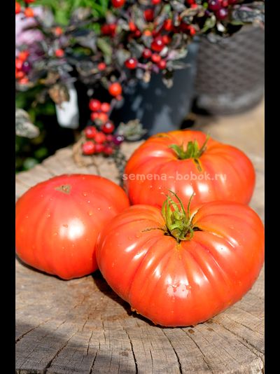 Томат Ивунтянский Великан, 10 шт