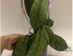 Hoya sp.Bahoi