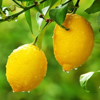 Лимон (Citrus limon) Египет, 5 мл - 100% натуральное эфирное масло