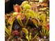 Dionaea muscipula Tiger teeth