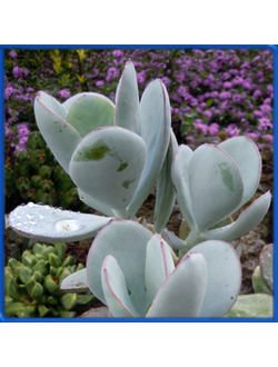 Cotyledon orbiculata "Powdery White"