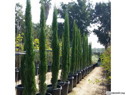 Кипарис Тотем - Totem