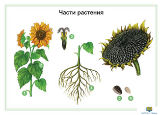 Растения, комбинированное наглядное пособие (СD-диск + 80 карточек)