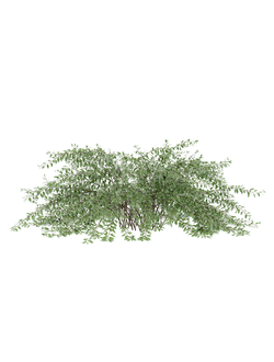 кусты Абелия крупноцветковая Abelia grandiflora 02