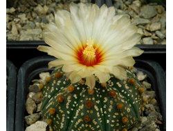 Astrophytum asterias hybr. - 5 семян