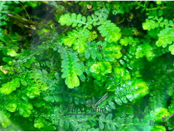 Селагинелла Валлихи (горшок)