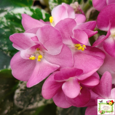 ML-Мама Ирочка (Miniviolets Lux) 2023 г.