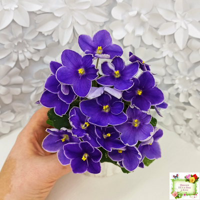 АВ-Контрольный Выстрел (Фиалковод) 2020 г. (пестролистный гёрл)